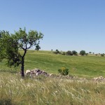 "Murgiano" landscape